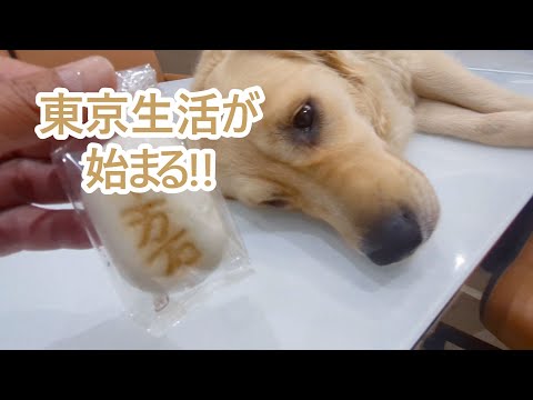 東京生活が始まる。ゴールデンレトリバーティト サムネイル