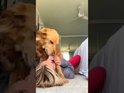 coming home to my golden retriever🥵 goldenretreiver dog ind… サムネイル