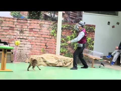 ハンターウーロン！本日2025年キャッツ納め！なかなか見れない猫によるショー ザ・キャッツ　那須どうぶつ王国にて　20… サムネイル