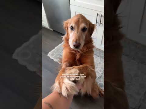 coming home to my golden retriever after a trip🥹goldenretri…
