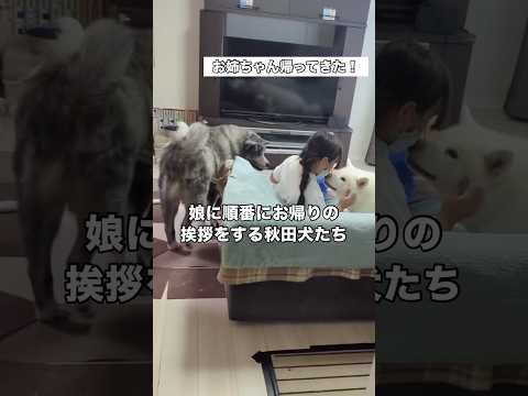 娘が学校から帰ってきて飛びかかるのかと思いきや1匹ずつ順番を守っておかえりと声をかけるように集まってくる秋田犬 秋田犬… サムネイル