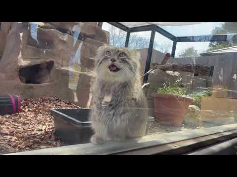 キャァ〜😍オリーヴァちゃん来た〜💕　マヌルネコ　埼玉県こども動物自然公園にて　2026年3月7日 サムネイル
