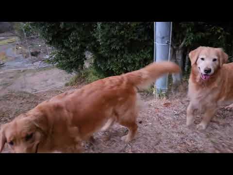 なんか違和感ありますか？　12月31日の時報音楽の「ふるさと」 サムネイル