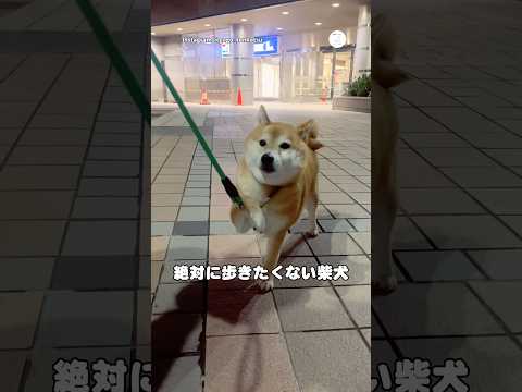 散歩拒否‼️絶対に歩きたくない柴犬がこちら　　　　柴犬　拒否柴　柴犬のいる暮らし 面白い犬 面白い サムネイル