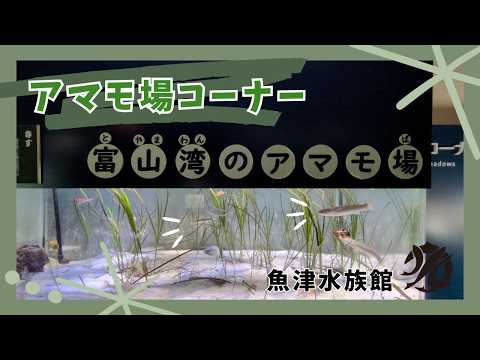 【魚津水族館】アマモ場コーナー🐟🍃 サムネイル