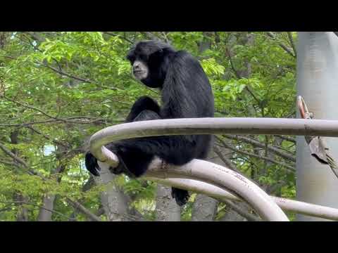 別の檻に居る茶々ちゃんの声に促される様にしてハートさんとブレイブくんの公演開始♪  フクロテナガザル　千葉市動物公園に… サムネイル