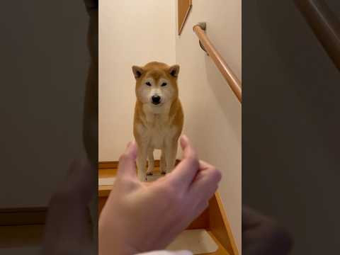 柴犬福 姉と正月太りせず痩せてカッコよくなった柴犬の1時間ぶりの再会🤣Sis and Shiba🤣姉と柴 shorts… サムネイル
