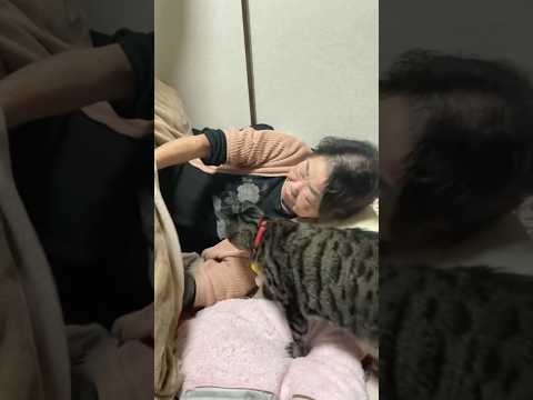 おばあちゃんにねんねしようと誘われすぐさまお布団に入る猫 猫 保護猫 野良猫 shorts サムネイル