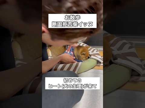 ハーネスとおぱんちゅの装着が大嫌いな柴犬に初めてのヒートがやってきた 柴犬 子犬 豆柴 パピー サムネイル