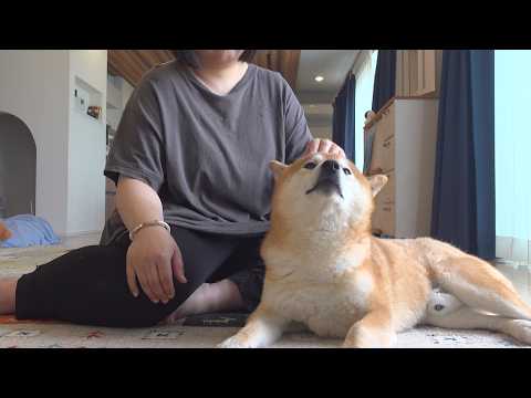 続く異変…柴犬は尻尾を下げてそばに居続けました