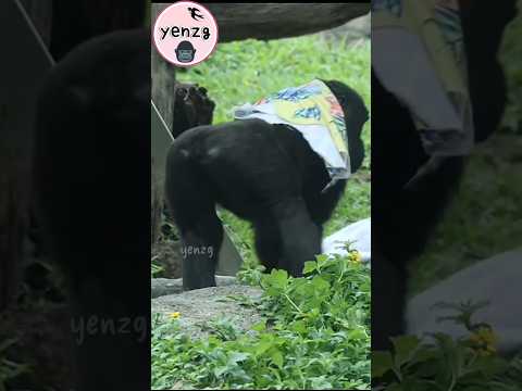 Gorilla Ringo帥氣披布,跳高高拍胸 gorillatag taipeizoo 金剛猩猩 台北市立動物園 サムネイル