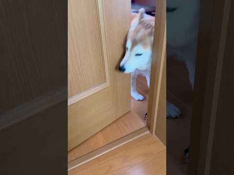 柴犬福 兄の部屋に登場する柴犬🤣Coming Shiba🤣shorts 柴犬 shibainu japanesedog… サムネイル