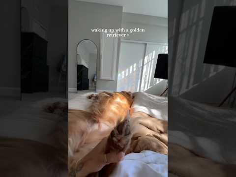 coming home to my golden retriever🥵goldenretreivers dog pup… サムネイル