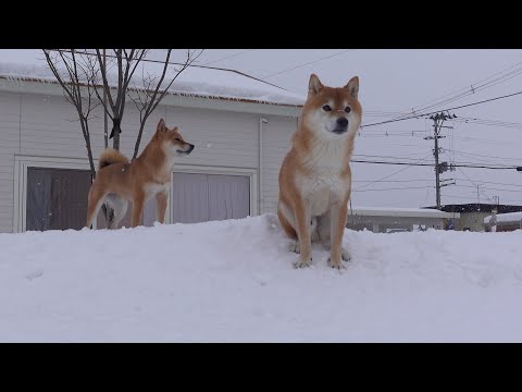 柴犬が犬語で圧をかけてきました… サムネイル
