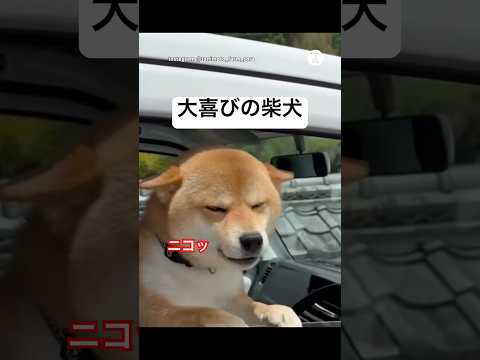 大喜びでニコニコが止まらない柴犬🐶　　　　　柴犬　犬　かわいい犬 かわいい 犬のいる暮らし サムネイル