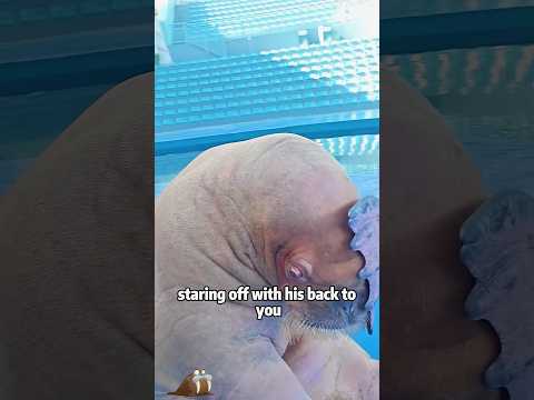 Did you know? Walruses and elephants aren’t related at all!… サムネイル