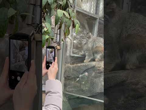 shorts オトちゃん 父ナルくんをココで待つ！　マヌルネコ　神戸どうぶつ王国にて　2025年12月28日 サムネイル