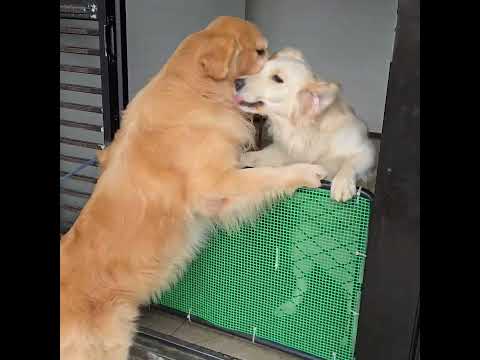 家族ゴールデンレトリバーが二か月ぶりに再会 ストーン(FLY GOLDEN US AND THEM)とローズ (カルイ… サムネイル