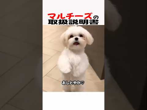 マルチーズの取扱説明書　マルチーズ マルチーズ大好き 犬のいる暮らし 犬のいる生活 犬好きさんと繋がりたい 元気お届け サムネイル