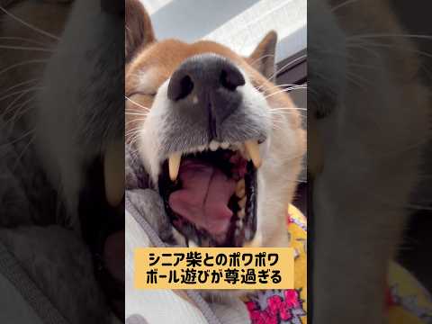 尊い毎日、今日も目に焼き付けたい。 柴犬 サムネイル