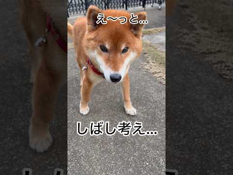 ’25.12.8 力丸の…待ち犬来たらず… 柴犬 shibainu 柴犬のいる暮らし 柴犬の日常 見守り 力丸 サムネイル