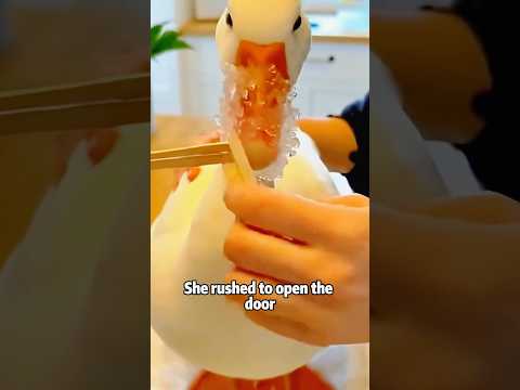 Goose with Its Beak Frozen in Ice! 🦢❄️animals cute science… サムネイル