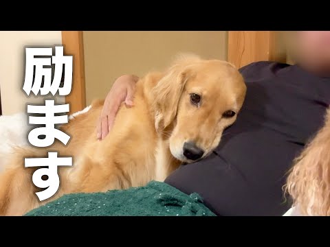ママに怒られて、励まし合う犬とパパ...【ゴールデンレトリバー・ボーダーコリー】 サムネイル