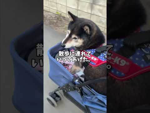 飼い主思いの優しい🐕黒柴 サムネイル