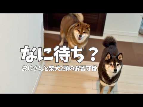 【仲良くできる？】おじさんと黒柴と胡麻柴のお留守番 サムネイル