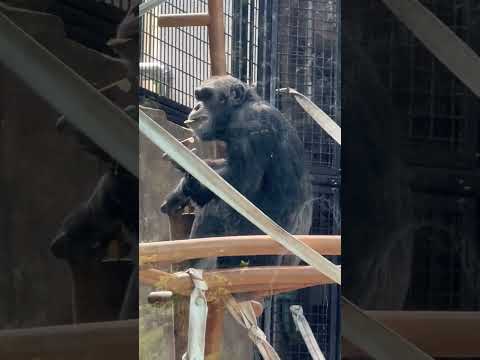 楽しいファミリー　チンパンジーガイド🐵　野毛山動物園にて　2026年5月10日