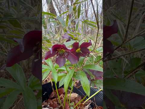 shorts クリスマスローズが咲きました〜　2026年4月10日 サムネイル