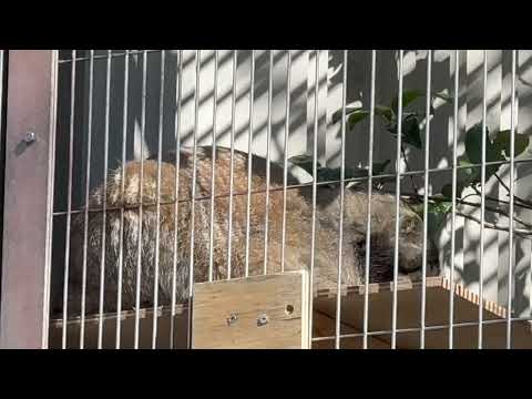 オチリ毛が⁈  エルくんとミーニャちゃんの息子たち　マヌルネコ　東山動植物園にて　2026年3月14日 サムネイル