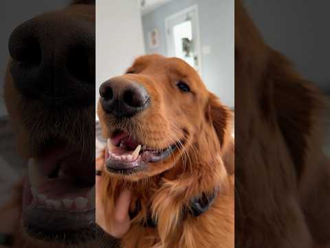 Was it the train, the dog or the human? 😂 サムネイル