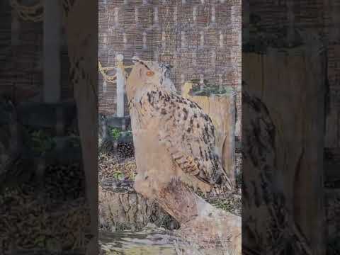 【旭山動物園】北海道産動物舎✨[Asahiyama Zoo] Hokkaido Animal House　shorts サムネイル