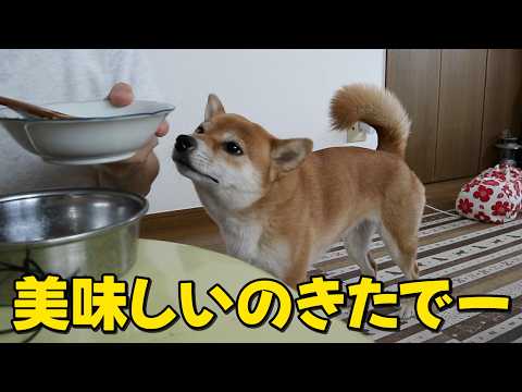 小春時代のカメラを引っ張り出して「待て」の躾直し　美味しいのがきたらフライングはしゃーないが・・　柴犬小夏ASMR サムネイル