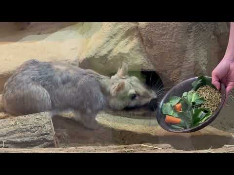 すんなり体重計に乗るルイちゃん☺️ゴエモンくんは〜🤭？　ビスカチャ　埼玉県こども動物自然公園にて　2026年3月7日 サムネイル