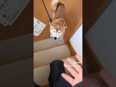 柴犬福 散歩中に帰宅していた姉と再会しテンション爆アゲなプリツィ🤣Sis and Shiba🤣姉と柴 shorts f… サムネイル
