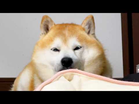 バレないと思って柴犬に内緒で骨ガムを開封しようとしてはいけません。 サムネイル