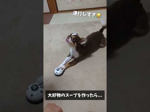 ベル連打しすぎ😂 #shorts サムネイル