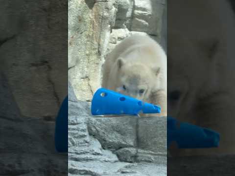 shorts コロコロ転がる青いコーン😅　  ホッキョクグマ　秋田県男鹿水族館GAOにて2026年4月30日 サムネイル
