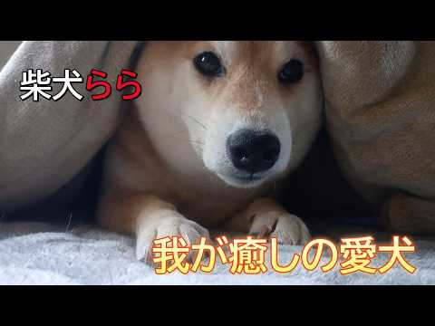 我が癒しの愛犬 サムネイル