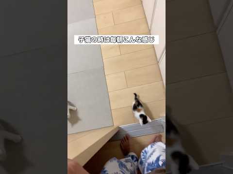 たまにゴ〇ブリに見間違えることがあります 子猫 保護猫 三毛猫 shorts サムネイル