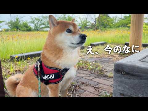 散歩中の柴犬を、急遽車で迎えに行く事態に サムネイル