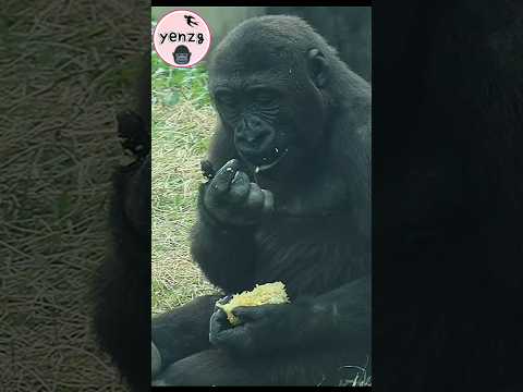 adorable gorilla 😋🌽 gorilla gorillatag taipeizoo 金剛猩猩 台北市立動… サムネイル
