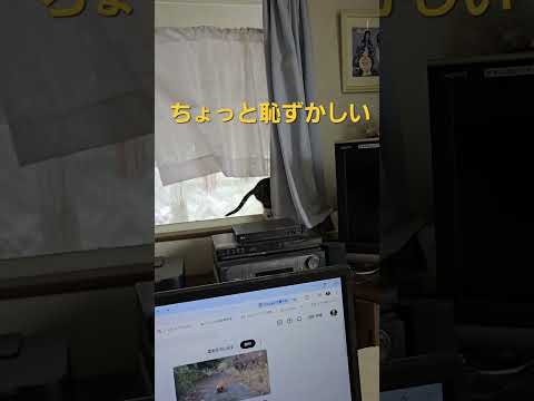 猿は木から落ちて、猫もカーテンから落ちる　kitten cat 子猫 猫のいる暮らし サムネイル