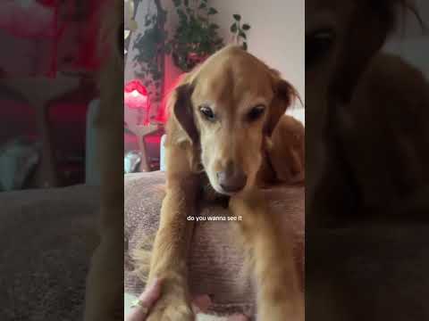 coming home to my golden retriever❤️india retreiver dog pup… サムネイル