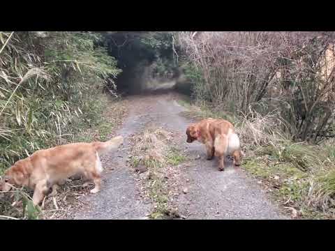 自由時間を楽しむビスとイロハに春の訪れ サムネイル