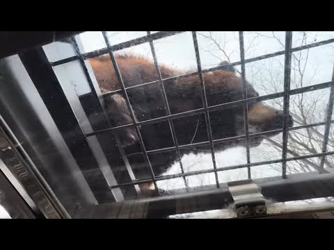 スーパージャングルバスに乗りました〜　富士サファリパーク　2026年2月20日 サムネイル