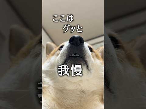 干支の不思議について サムネイル