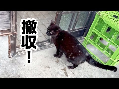 あまりの雪に心が折れかけた猫　Too Cold Even for Security Captain Ten サムネイル
